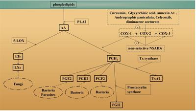 The roles of COX-2 in protozoan infection